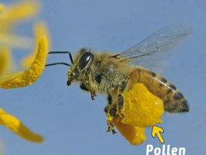 Lebah-Madu-Sedang-Membawa-Pollen-Ditungkainya-Madu-Bina-Apiari-Indonesia