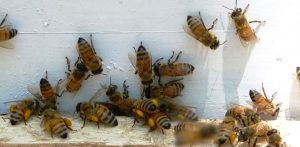 Lebah-Ternak-Madu-Bina-Apiari-Indonesia-Sedang-Membawa-Pollen-Ke-Kotak-Sarang
