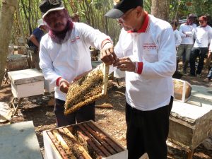 Harvesting-Bee-Honey-At-My-Farm-Madu-Bina-Apiari-Indonesia