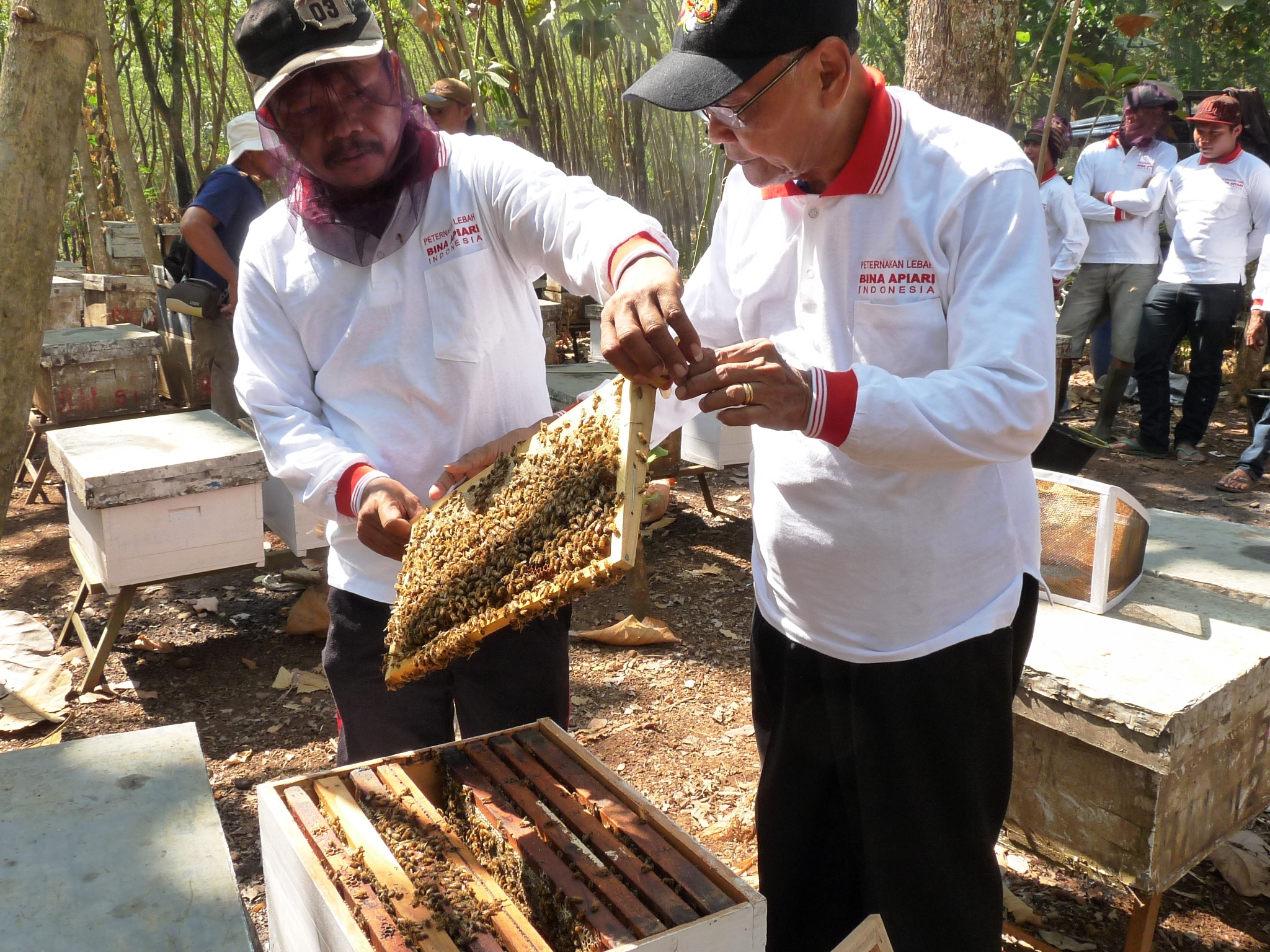 Madu Bina Apiari | PERINTIS PERLEBAHAN DI INDONESIA