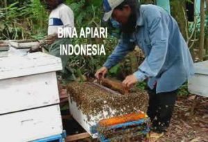 Kotak-Sarang-Lebah-Penuh-Madu-Bina-Apiari-Indonesia