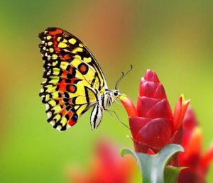 Kupu-kupu-Hinggap-Di-Bunga-Untuk-Menghisap-Nektar-Madu-Bina-Apiari-Indonesia