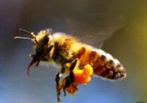 Lebah-Madu-Membawa-pollen-diTungkainya-Madu-Bina-Apiari