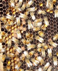 Lebah-Sedang-Membuat-Bee-Bread-Madu-Bina-Apiari-Indonesia