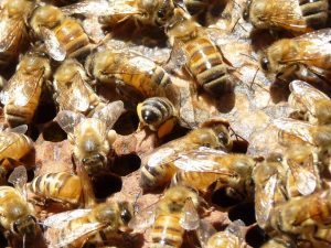 Lebah-Sedang-memasukan-Pollen-dan-Madu-Ke-Dalam-Untuk-Makanan-Anak-Lebah-Atau-Bee-Bread-Madu-Bina-Apiari-Indonesia