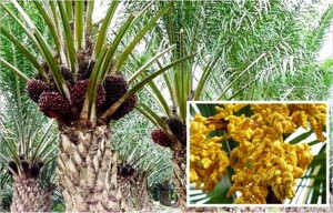 Pohon-kelapa-sawit-dan-pollen-kelapa-sawit-asal-madu-merah-madu-bina-apiari-indonesia