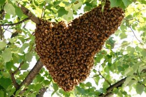 Sarang-Lebah-Di-Pohon-Madu-Bina-Apiari-Indonesia