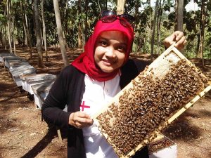 Sarang-Lebah-Madu-Bina-Apiari-Indonesia