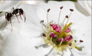 Semut-Seringkali-Kita-Lihat-Di Sekeliling-Bunga-Madu-Bina-Apiari-Indonesia